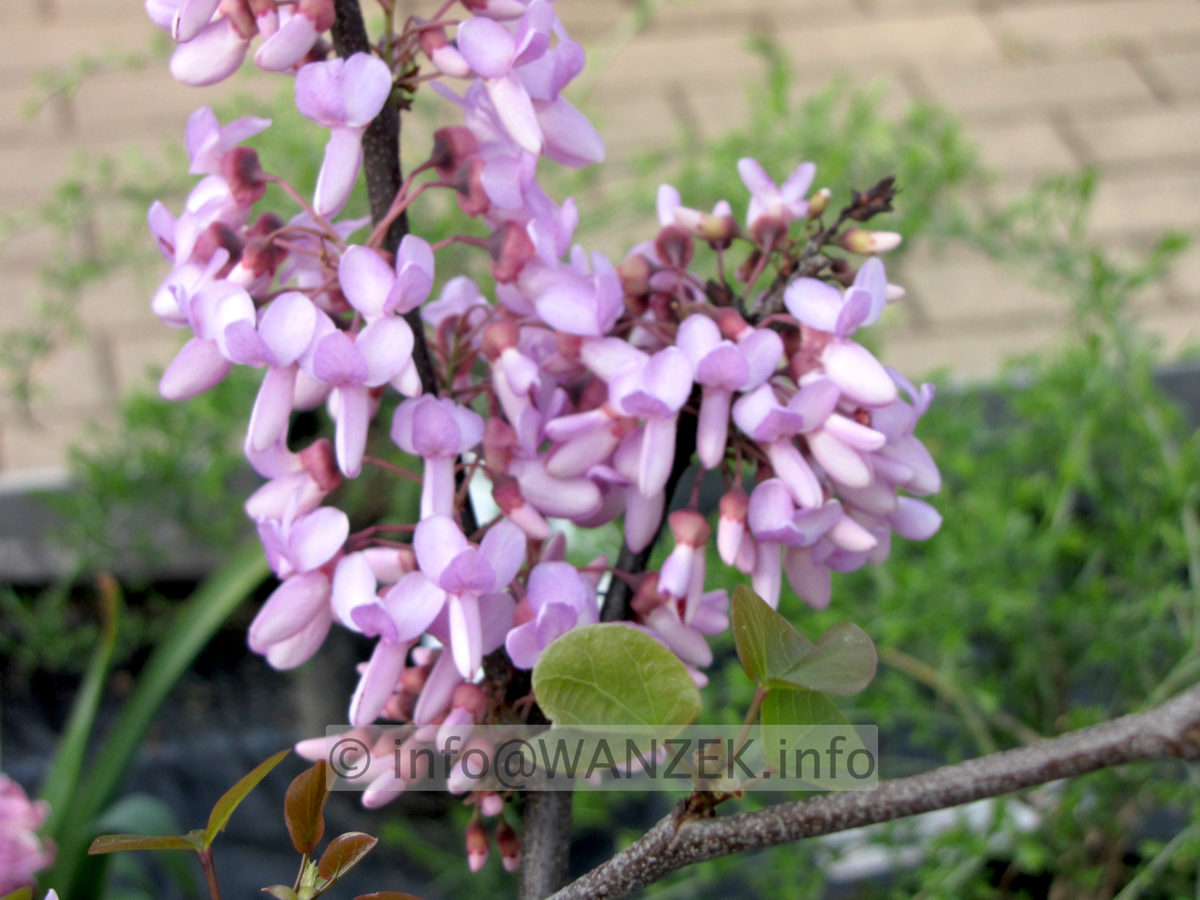 Cercis siliquastrum - Bluetenmacro1.JPG